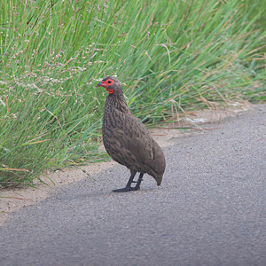 Swainson's Spurfowl