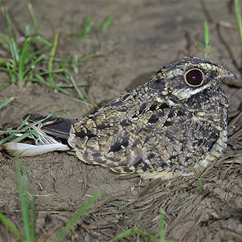 Swamp Nightjar