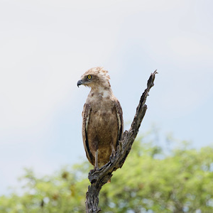 Tawny Eagle