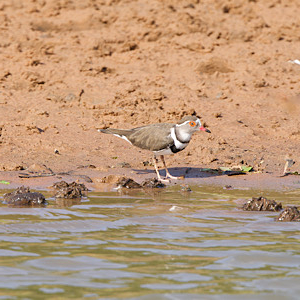 Three-banded Plover