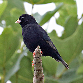 Variable Indigobird