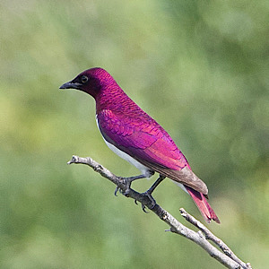 Violet-backed Starling