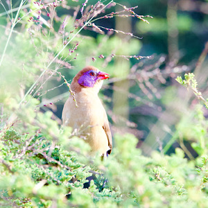 Violet-eared Waxbill