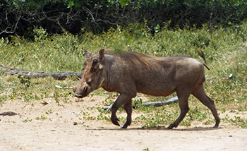 Warthog