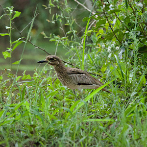 Water Thick-knee