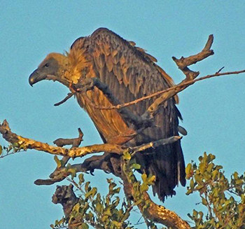 White-backed Vulture