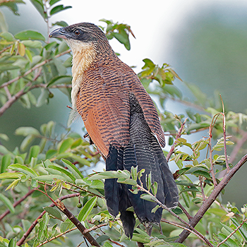 White-browed (Burchell's) Coucal
