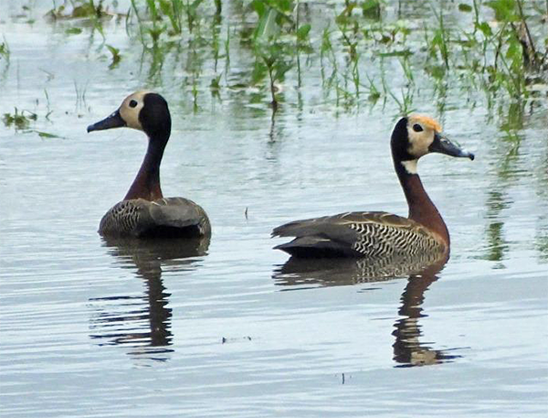White-faced Whistling-duck