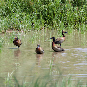White-faced Whistling-ducks
