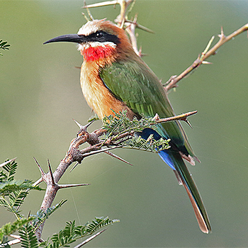 White-fronted Bee-eater
