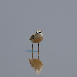 White-fronted Plover