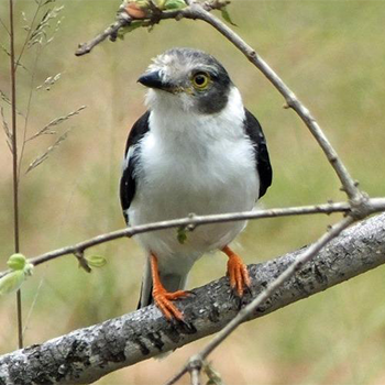 White Helmetshrike