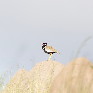 White-quilled Bustard