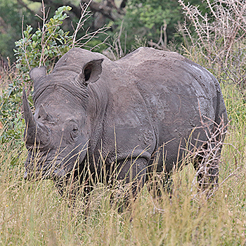 White Rhinoceros