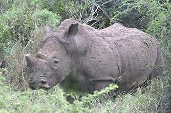 De-horned White Rhinoceros