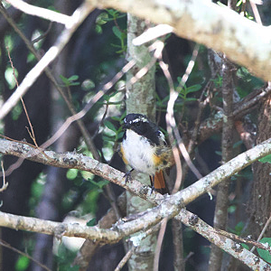 White-throated Robin-chat