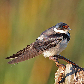 White-throated Swallow