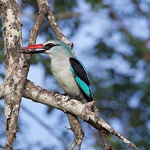 Woodland Kingfisher