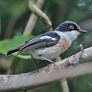 Woodward's Batis