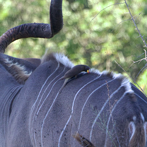 Yellow-billed Oxpecker