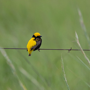 Yellow Bishop