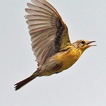 Yellow-breasted Pipit