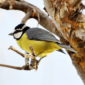 African Blue Tit