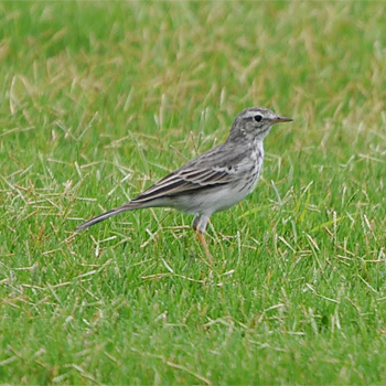 Berthelot's Pipit