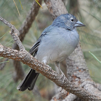 Tenerife Blue Chaffinch