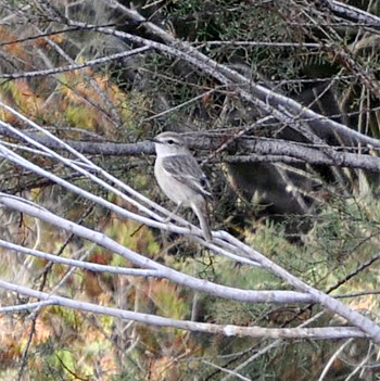 Fuerteventura Stonechat