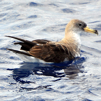 Cory's Shearwater
