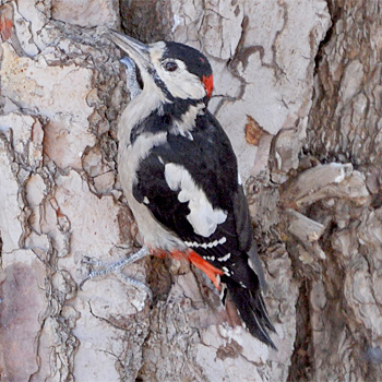 Great Spotted Woodpecker