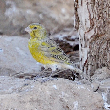 Island Canary