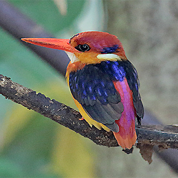 Black-backed Dwarf-kingfisher