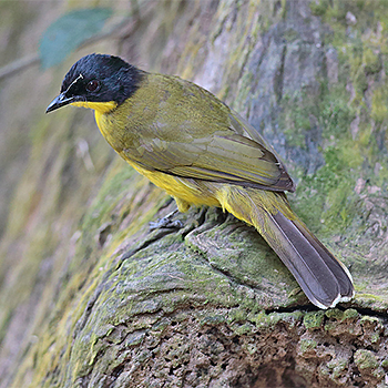 Black-capped Bulbul