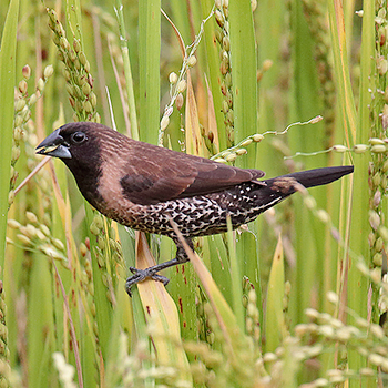Black-throated Munia