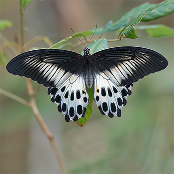 Blue Mormon