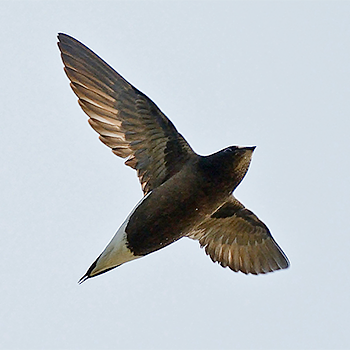 Brown-backed Needletail