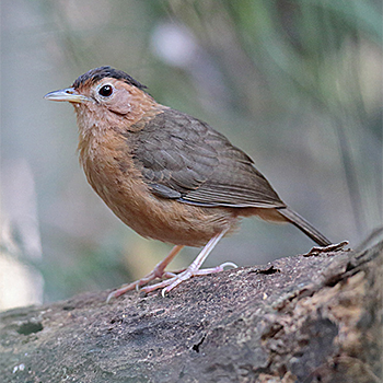 Brown-capped Babbler