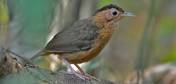 Brown-capped Babbler