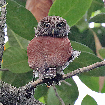 Chestnut-backed Owlet