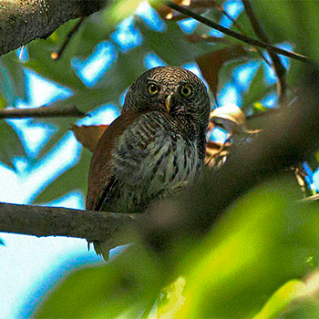 Chestnut-backed Owlet