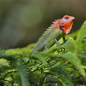 Common Green Forest Lizard