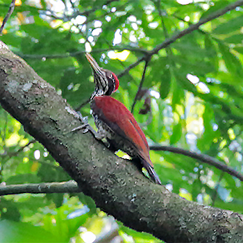 Crimson-backed Flameback