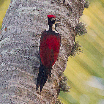 Crimson-backed Flameback