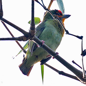 Crimson-fronted Barbet