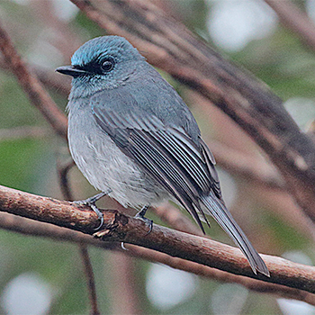 Dull-blue Flycatcher