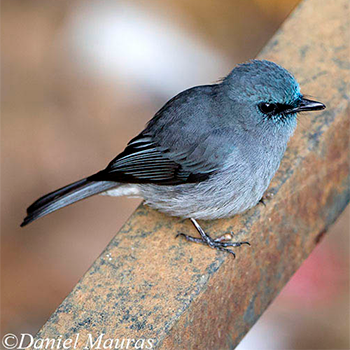 Dull-blue Flycatcher