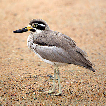 Great Thick-knee