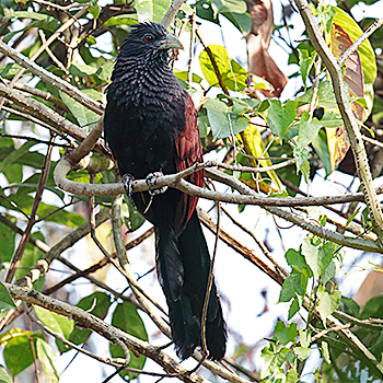 Green-billed Coucal